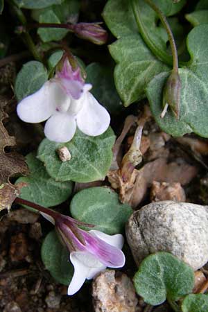 Cymbalaria hepaticifolia \ Korsisches Zimbelkraut / Corsican Toadflax, F Vogesen/Vosges, Botan. Gar.  Haut Chitelet 5.8.2008