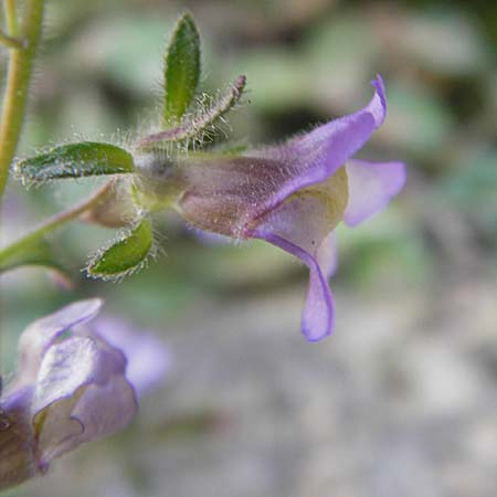 Chaenorhinum origanifolium subsp. origanifolium \ Piemonteser Leinkraut / Dwarf Snapdragon, Malling Toadflax, F La Couvertoirade 27.5.2009