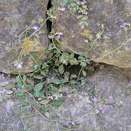 Chaenorhinum origanifolium subsp. origanifolium \ Piemonteser Leinkraut / Dwarf Snapdragon, Malling Toadflax, F La Couvertoirade 27.5.2009