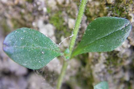 Chaenorhinum origanifolium subsp. origanifolium \ Piemonteser Leinkraut / Dwarf Snapdragon, Malling Toadflax, F La Couvertoirade 27.5.2009