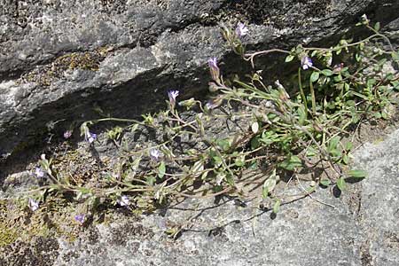 Chaenorhinum origanifolium subsp. origanifolium \ Piemonteser Leinkraut / Dwarf Snapdragon, Malling Toadflax, F La Couvertoirade 27.5.2009