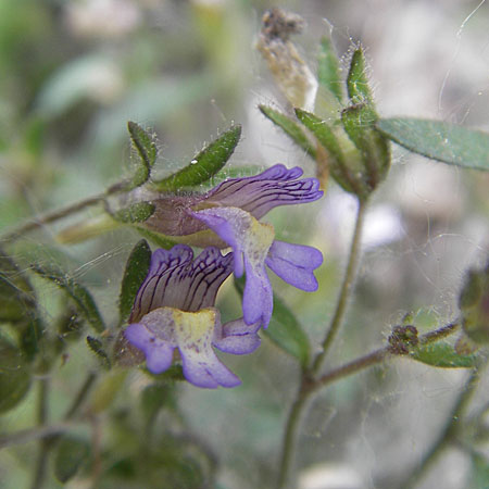 Chaenorhinum origanifolium subsp. origanifolium \ Piemonteser Leinkraut / Dwarf Snapdragon, Malling Toadflax, F Saint Veran (Dourbie) 30.5.2009