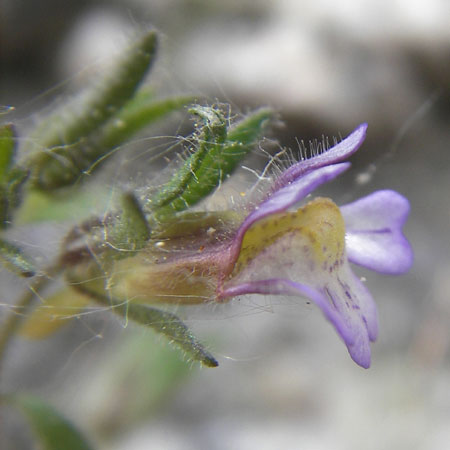 Chaenorhinum origanifolium subsp. origanifolium \ Piemonteser Leinkraut / Dwarf Snapdragon, Malling Toadflax, F Saint Veran (Dourbie) 30.5.2009