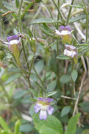 Chaenorhinum origanifolium subsp. origanifolium \ Piemonteser Leinkraut / Dwarf Snapdragon, Malling Toadflax, F Saint Veran (Dourbie) 30.5.2009