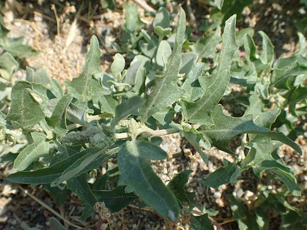 Chenopodium ficifolium \ Feigenblttriger Gnsefu / Fig-Leaved Goosefoot, F Canet-en-Roussillon 27.7.2018