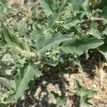 Chenopodium ficifolium \ Feigenblttriger Gnsefu / Fig-Leaved Goosefoot, F Canet-en-Roussillon 27.7.2018