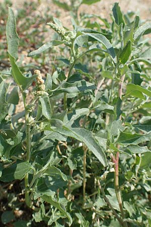 Chenopodium ficifolium \ Feigenblttriger Gnsefu / Fig-Leaved Goosefoot, F Canet-en-Roussillon 27.7.2018