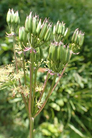 Chaerophyllum hirsutum \ Berg-Klberkropf / Hairy Chervil, F Pyrenäen/Pyrenees, Eyne 4.8.2018