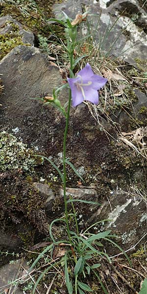 Campanula hispanica \ Spanische Glockenblume / Spanish Bellflower, F Pyren&auml;en/Pyrenees, Gorges de la Fou 10.8.2018