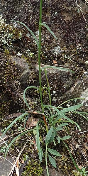 Campanula hispanica \ Spanische Glockenblume / Spanish Bellflower, F Pyren&auml;en/Pyrenees, Gorges de la Fou 10.8.2018
