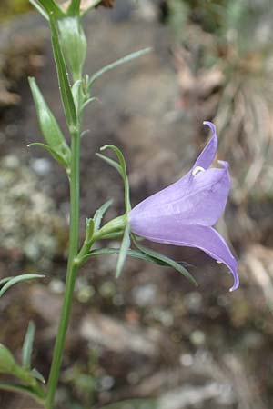 Campanula hispanica \ Spanische Glockenblume / Spanish Bellflower, F Pyren&auml;en/Pyrenees, Gorges de la Fou 10.8.2018