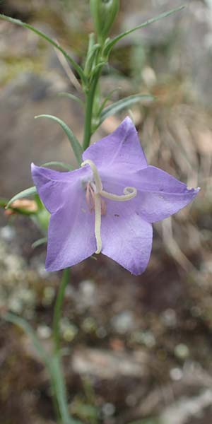Campanula hispanica \ Spanische Glockenblume / Spanish Bellflower, F Pyren&auml;en/Pyrenees, Gorges de la Fou 10.8.2018