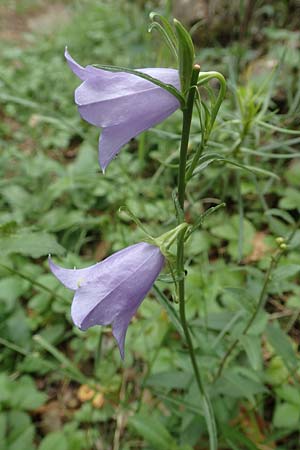Campanula hispanica \ Spanische Glockenblume / Spanish Bellflower, F Pyren&auml;en/Pyrenees, Gorges de la Fou 10.8.2018