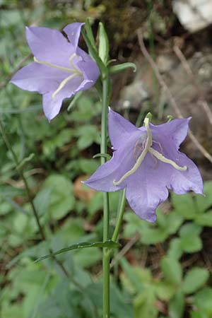 Campanula hispanica \ Spanische Glockenblume / Spanish Bellflower, F Pyren&auml;en/Pyrenees, Gorges de la Fou 10.8.2018
