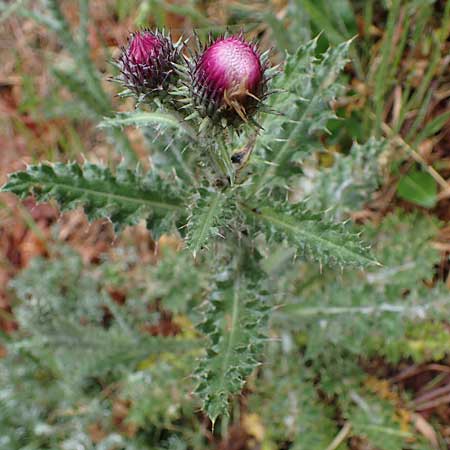 Carduus litigiosus subsp. horridissimus \ Vielstachelige Streit-Distel / Many-Spined Thistle, F S.  Sauveur-sur-Tin&eacute;e 30.4.2023