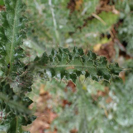 Carduus litigiosus subsp. horridissimus \ Vielstachelige Streit-Distel / Many-Spined Thistle, F S.  Sauveur-sur-Tin&eacute;e 30.4.2023