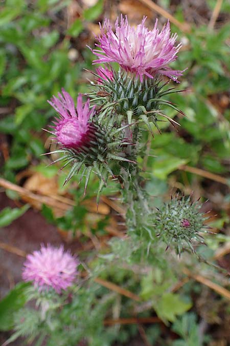 Carduus litigiosus subsp. horridissimus \ Vielstachelige Streit-Distel / Many-Spined Thistle, F S.  Sauveur-sur-Tin&eacute;e 30.4.2023