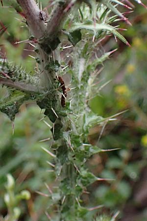 Carduus litigiosus subsp. horridissimus \ Vielstachelige Streit-Distel / Many-Spined Thistle, F S.  Sauveur-sur-Tin&eacute;e 30.4.2023