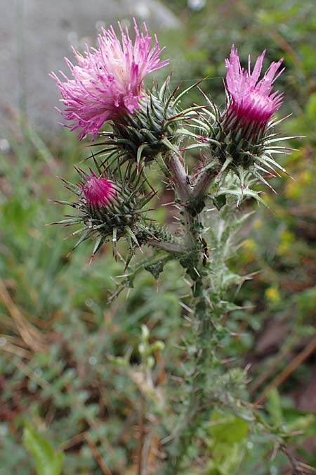 Carduus litigiosus subsp. horridissimus \ Vielstachelige Streit-Distel / Many-Spined Thistle, F S.  Sauveur-sur-Tin&eacute;e 30.4.2023