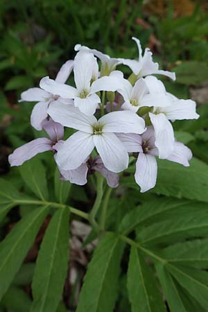 Cardamine heptaphylla \ Siebenblttrige Zahnwurz / Pinnate Coral-Root, F Lons-le-Saunier 5.5.2023