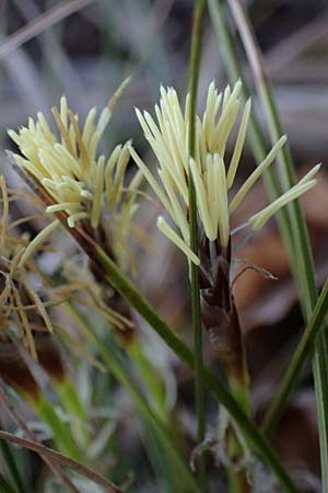 Carex humilis \ Erd-Segge, Niedrige Segge / Dwarf Sedge, F Remollon 15.3.2024