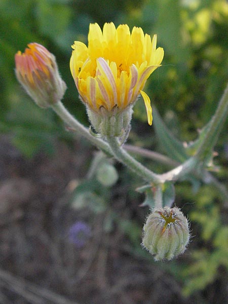 Crepis foetida \ Stink-Pippau / Stinking Hawk's-Beard, F Dept. Gard, Remoulins 7.6.2006