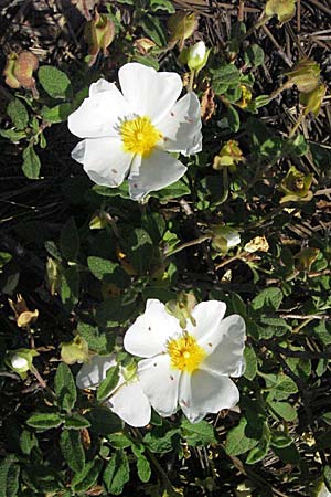 Cistus salviifolius \ Salbeibl&auml;ttrige Zistrose / Sage-Leaved Rock-Rose, F Maures,  Bois de Rouquan 12.5.2007