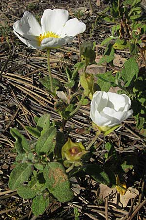 Cistus salviifolius \ Salbeibl&auml;ttrige Zistrose / Sage-Leaved Rock-Rose, F Maures,  Bois de Rouquan 12.5.2007