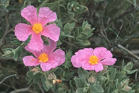 Cistus albidus \ Wei&szlig;liche Zistrose / Grey-Leaved Cistus, F Montelimar 6.5.1984
