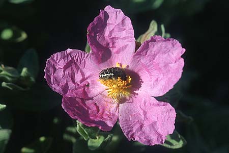 Cistus albidus \ Wei&szlig;liche Zistrose / Grey-Leaved Cistus, F Chaine du l'Estaque 30.4.2005
