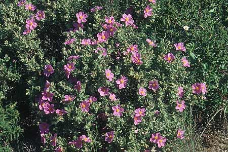 Cistus albidus \ Wei&szlig;liche Zistrose / Grey-Leaved Cistus, F Chaine du l'Estaque 30.4.2005