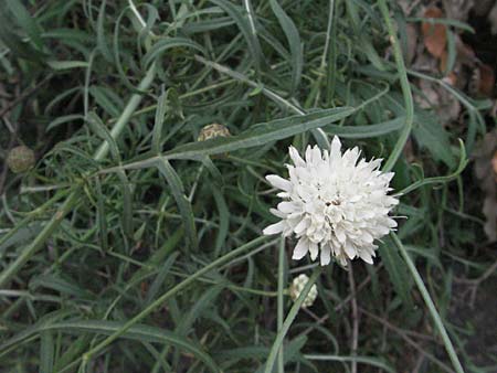 Cephalaria leucantha \ Wei&szlig;er Schuppenkopf / Yellow Scabiosa, F Pyren&auml;en/Pyrenees, Villefranche de Conflent 8.8.2006