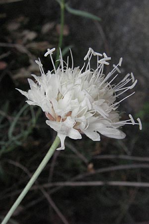 Cephalaria leucantha \ Wei&szlig;er Schuppenkopf / Yellow Scabiosa, F Pyren&auml;en/Pyrenees, Villefranche de Conflent 8.8.2006