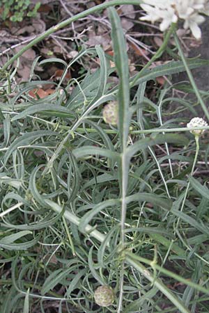 Cephalaria leucantha \ Wei&szlig;er Schuppenkopf / Yellow Scabiosa, F Pyren&auml;en/Pyrenees, Villefranche de Conflent 8.8.2006