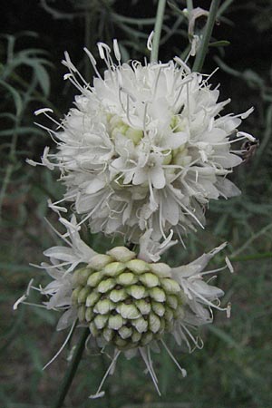 Cephalaria leucantha \ Wei&szlig;er Schuppenkopf / Yellow Scabiosa, F Pyren&auml;en/Pyrenees, Villefranche de Conflent 8.8.2006