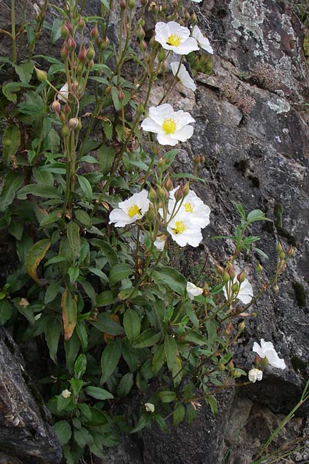 Cistus laurifolius \ Lorbeerbl&auml;ttige Zistrose / Laurel-Leaved Rock-Rose, F Pyren&auml;en/Pyrenees, Col de Pailh&egrave;res 27.6.2008