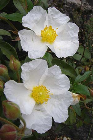 Cistus laurifolius \ Lorbeerbl&auml;ttige Zistrose / Laurel-Leaved Rock-Rose, F Pyren&auml;en/Pyrenees, Col de Pailh&egrave;res 27.6.2008