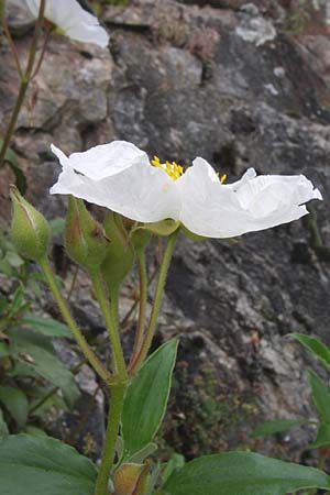 Cistus laurifolius \ Lorbeerbl&auml;ttige Zistrose / Laurel-Leaved Rock-Rose, F Pyren&auml;en/Pyrenees, Col de Pailh&egrave;res 27.6.2008