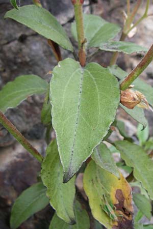 Cistus laurifolius \ Lorbeerbl&auml;ttige Zistrose / Laurel-Leaved Rock-Rose, F Pyren&auml;en/Pyrenees, Col de Pailh&egrave;res 27.6.2008