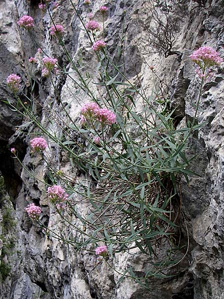 Centranthus lecoqii \ Lecoqs Spornblume / Lecoq's Valerian, F Pyren&auml;en/Pyrenees, Aude - Schlucht / Gorge 27.6.2008