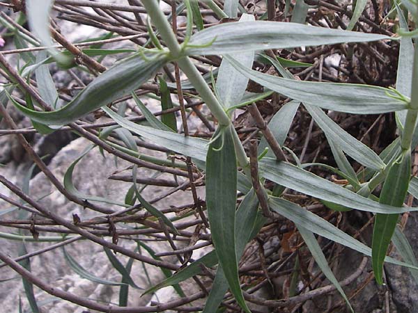 Centranthus lecoqii \ Lecoqs Spornblume / Lecoq's Valerian, F Pyren&auml;en/Pyrenees, Aude - Schlucht / Gorge 27.6.2008