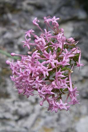 Centranthus lecoqii \ Lecoqs Spornblume / Lecoq's Valerian, F Pyren&auml;en/Pyrenees, Aude - Schlucht / Gorge 27.6.2008