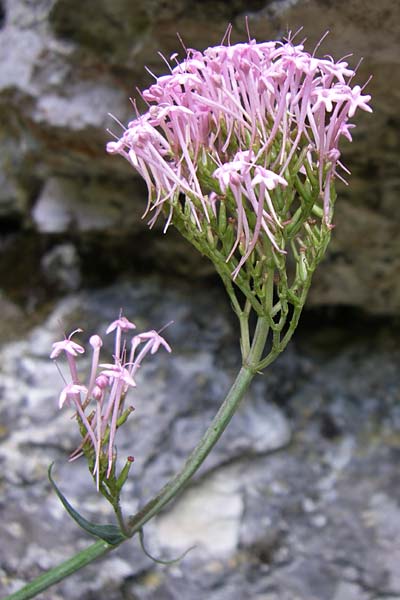 Centranthus lecoqii \ Lecoqs Spornblume / Lecoq's Valerian, F Pyren&auml;en/Pyrenees, Aude - Schlucht / Gorge 27.6.2008