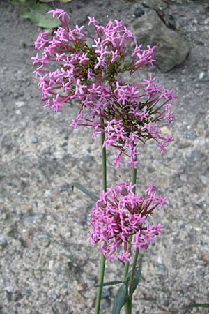 Centranthus angustifolius \ Schmalbl&auml;ttige Spornblume / Narrow-Leaved Valerian, F Pyren&auml;en/Pyrenees, Olette 27.6.2008