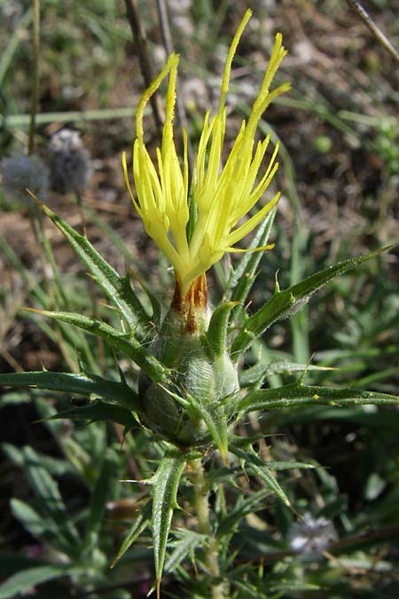 Carthamus lanatus \ Wollige Frberdistel / Wooly Distaff Thistle, F Frontignan 28.6.2008