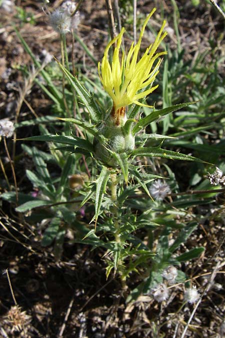 Carthamus lanatus \ Wollige Frberdistel / Wooly Distaff Thistle, F Frontignan 28.6.2008