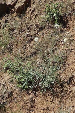 Cephalaria leucantha \ Wei&szlig;er Schuppenkopf / Yellow Scabiosa, F Pyren&auml;en/Pyrenees, Molitg-les-Bains 23.7.2018