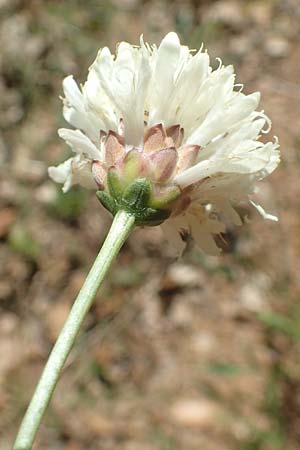 Cephalaria leucantha \ Wei&szlig;er Schuppenkopf / Yellow Scabiosa, F Pyren&auml;en/Pyrenees, Molitg-les-Bains 23.7.2018