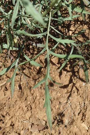 Cephalaria leucantha \ Wei&szlig;er Schuppenkopf / Yellow Scabiosa, F Pyren&auml;en/Pyrenees, Molitg-les-Bains 23.7.2018