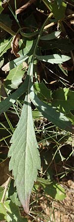 Cephalaria leucantha \ Wei&szlig;er Schuppenkopf / Yellow Scabiosa, F Pyren&auml;en/Pyrenees, Molitg-les-Bains 23.7.2018